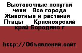 Выставочные попугаи чехи - Все города Животные и растения » Птицы   . Красноярский край,Бородино г.